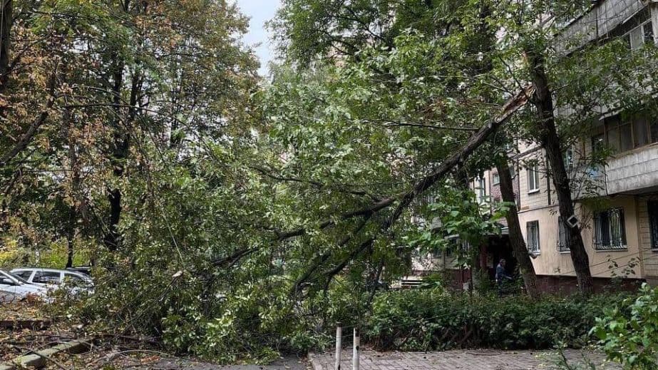 В Днепре большая ветка рухнула на тротуар.