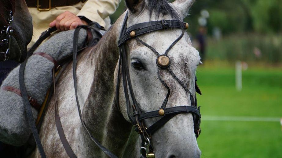 В Кривом Роге spotted a prince on horseback (VIDEO)